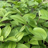 Disporum bodinieri 